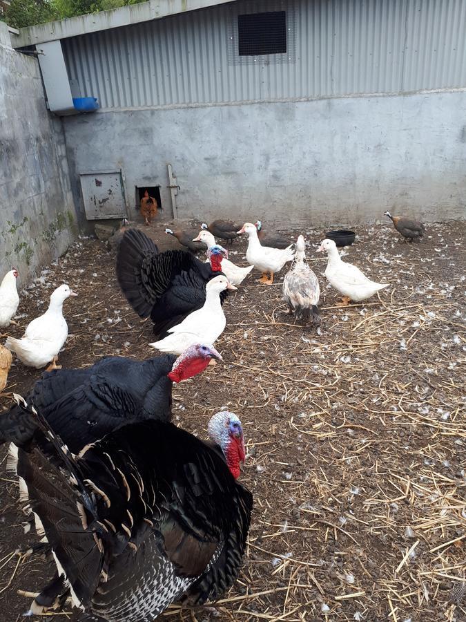 Les Grevilleas La Plaine des Cafres Zewnętrze zdjęcie