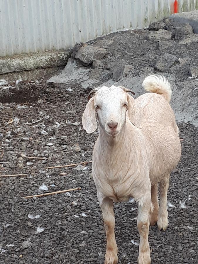 Les Grevilleas La Plaine des Cafres Zewnętrze zdjęcie